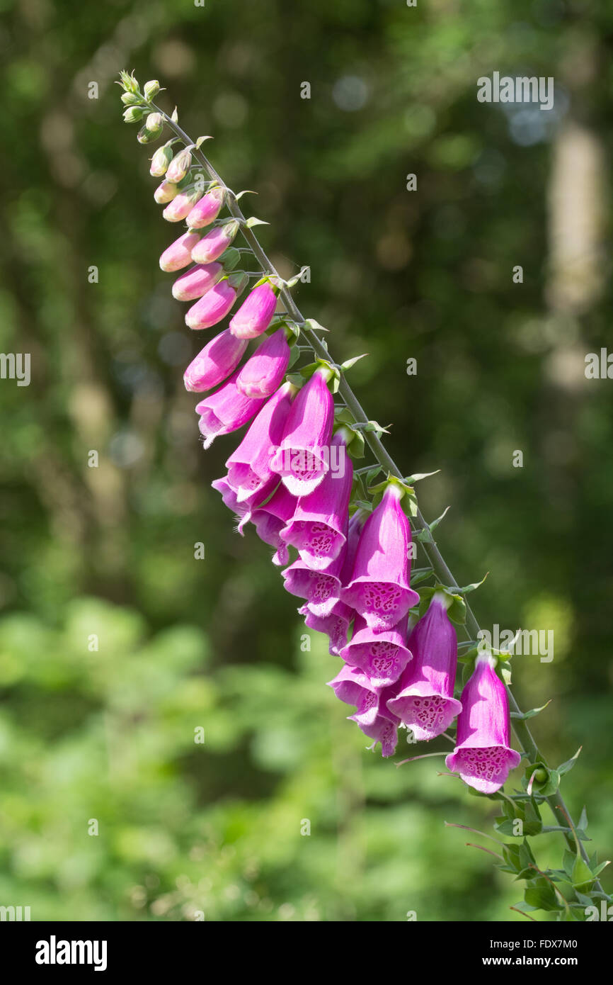Foxglove (digitalis purpurea) blüht im Sommer, UK Stockfoto