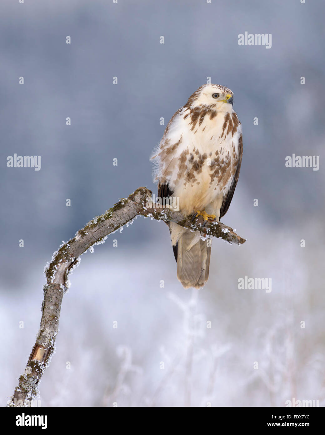 Gemeinsamen Bussard (Buteo Buteo), hell gefärbt Morph hocken auf AST bedeckt in Frost, Biosphäre Bereich, schwäbischen Alb Stockfoto