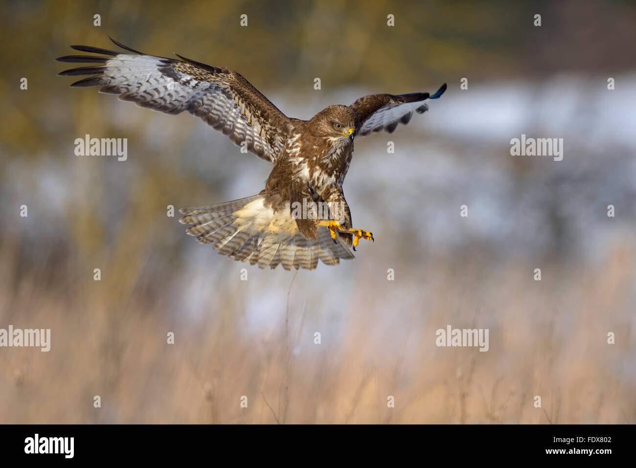 Mäusebussard (Buteo Buteo) Landeplatz, Biosphäre, schwäbischen Alb, Baden-Württemberg, Deutschland Stockfoto