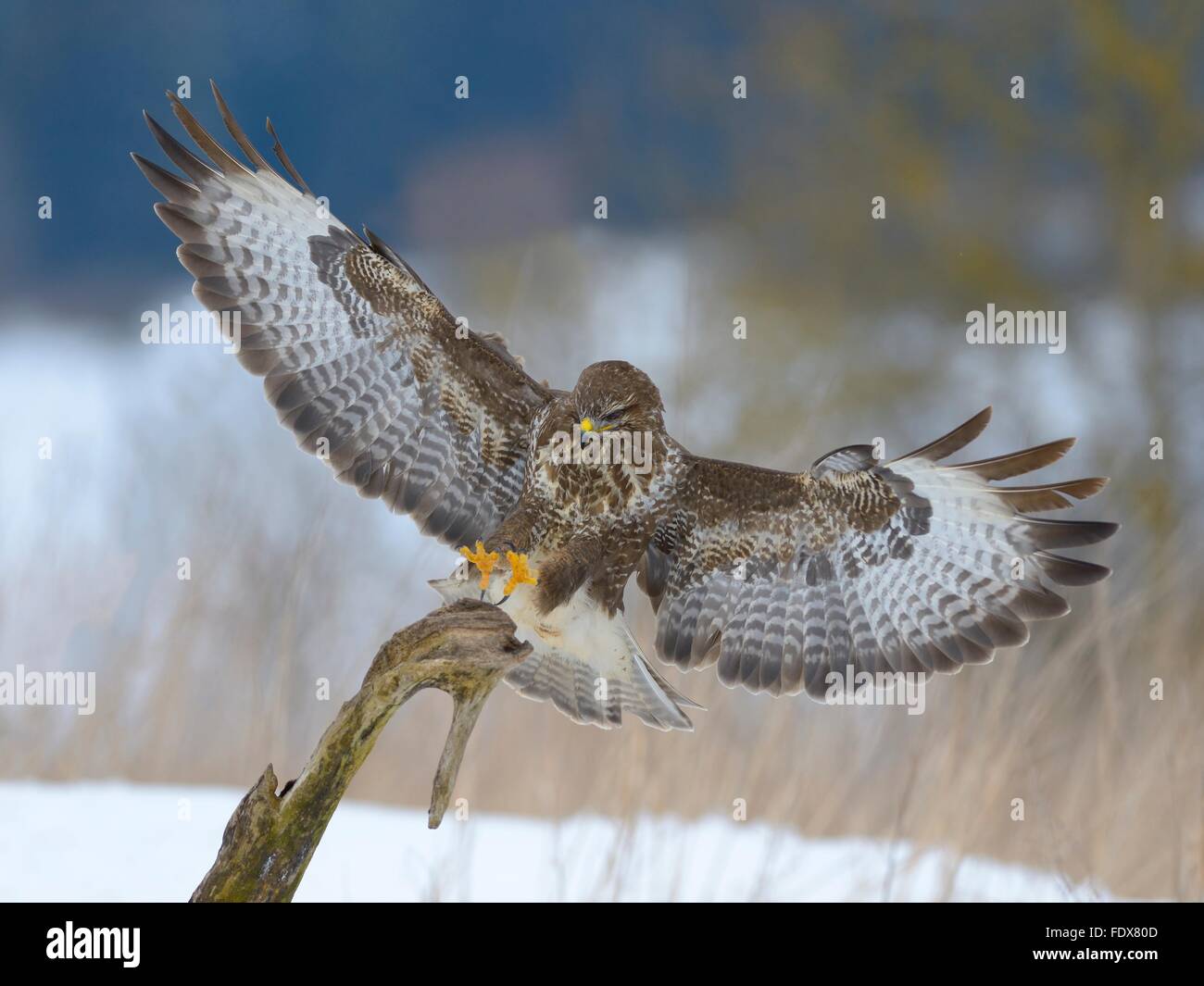 Mäusebussard (Buteo Buteo) Landung auf alten Post Biosphäre Bereich, schwäbischen Alb, Baden-Württemberg, Deutschland Stockfoto