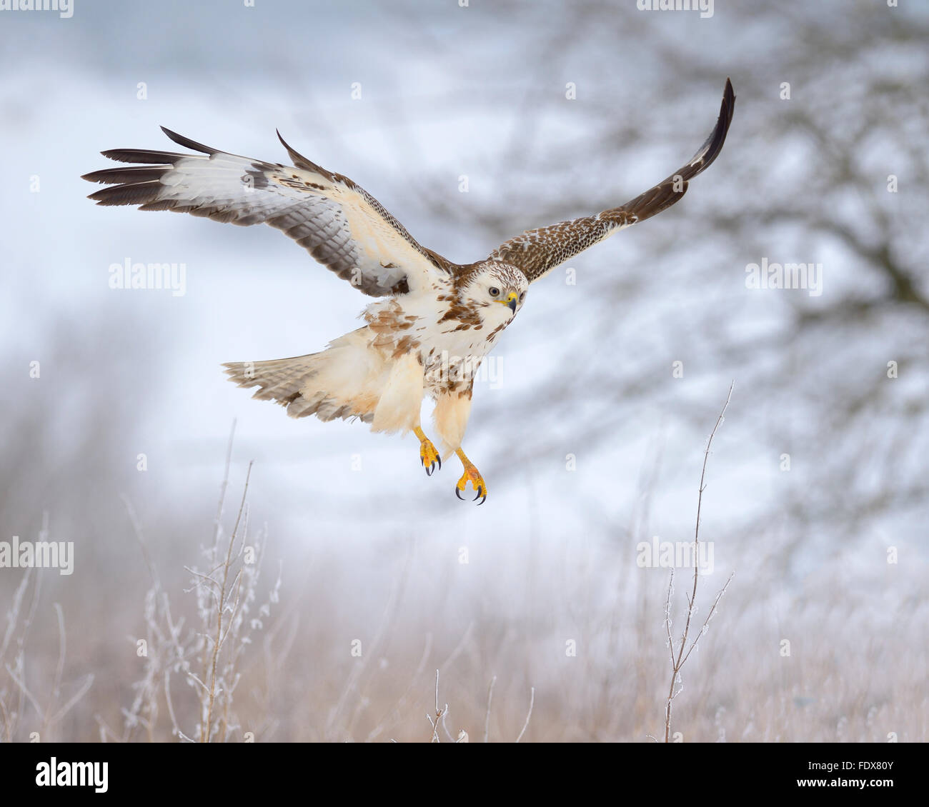 Mäusebussard (Buteo Buteo), hellen Morphen, fliegen, Winterlandschaft, Biosphäre-Bereich, schwäbischen Alb, Baden-Württemberg Stockfoto