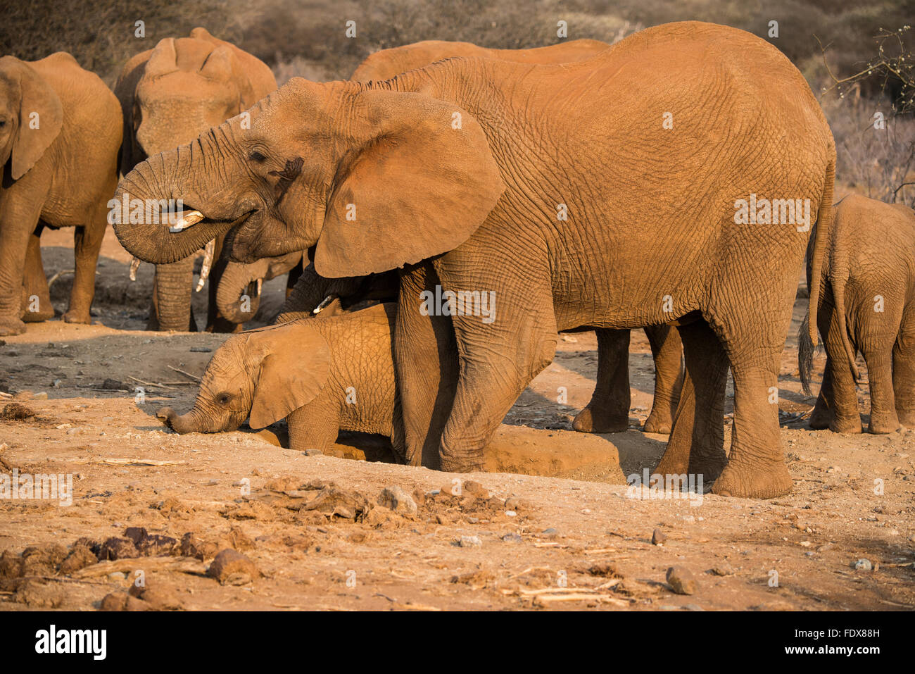 Afrikanischer Bush Elefant (Loxodonta Africana), Mutter und Kalb Graben im Loch für Wasser, Madikwe Game Reserve, Nord-West Stockfoto