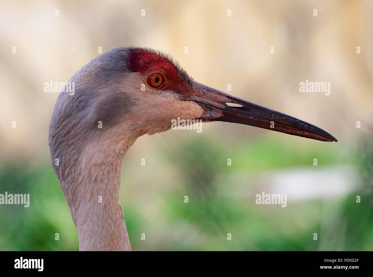 Nahaufnahme der Sandhill Kran. Stockfoto