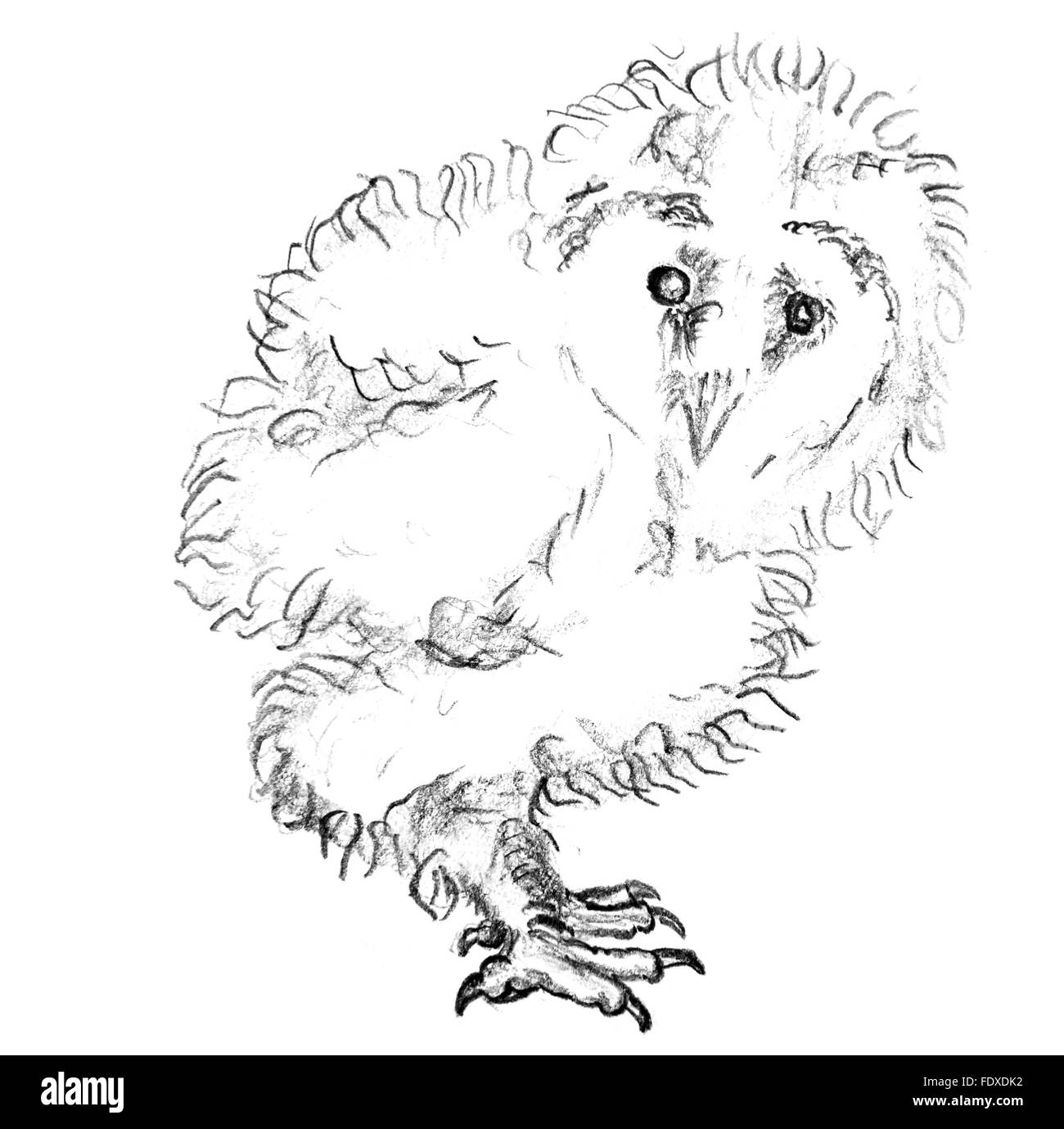 Bleistiftzeichnung von eine niedliche kleine Eule Stockfoto