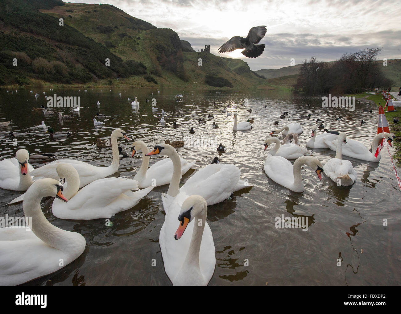 13. Dezember 2015, Edinburgh, Schottland, Großbritannien.  Schwäne am St Margarets Loch, Holyrood Park, Edinburgh. Stockfoto