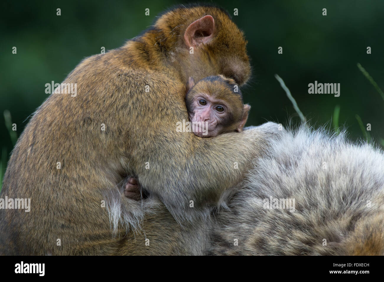 Berberaffe (Macaca Sylvanus) Stockfoto