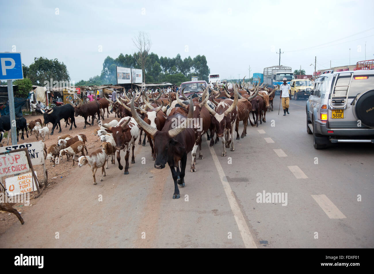 Herde von Rindern und Ziegen, die entlang der viel befahrenen Hauptstraße in Uganda verschoben wird. Stockfoto