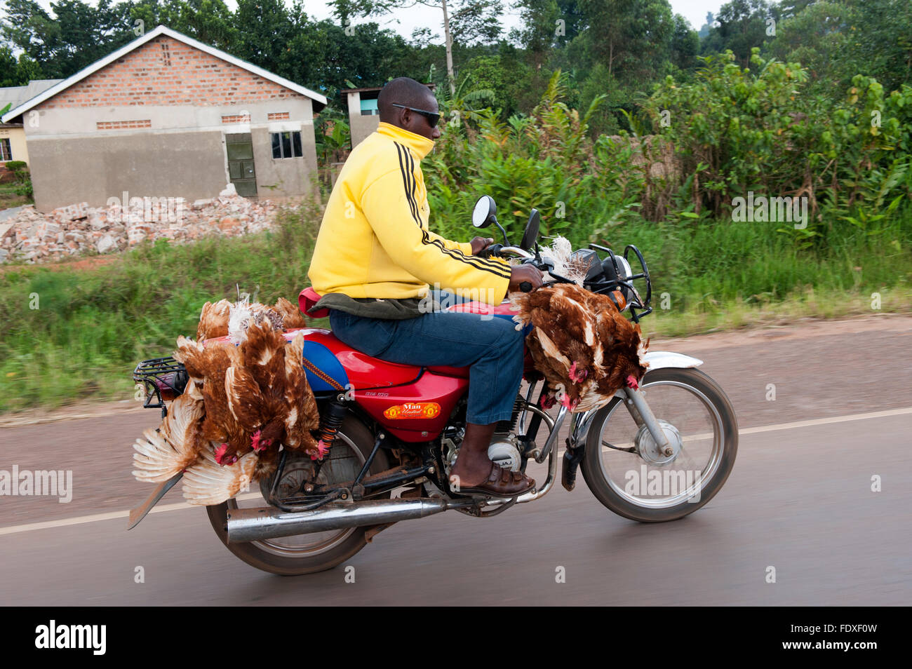 Landwirt unter Hühner zum Markt auf dem Motorrad, Uganda. Stockfoto