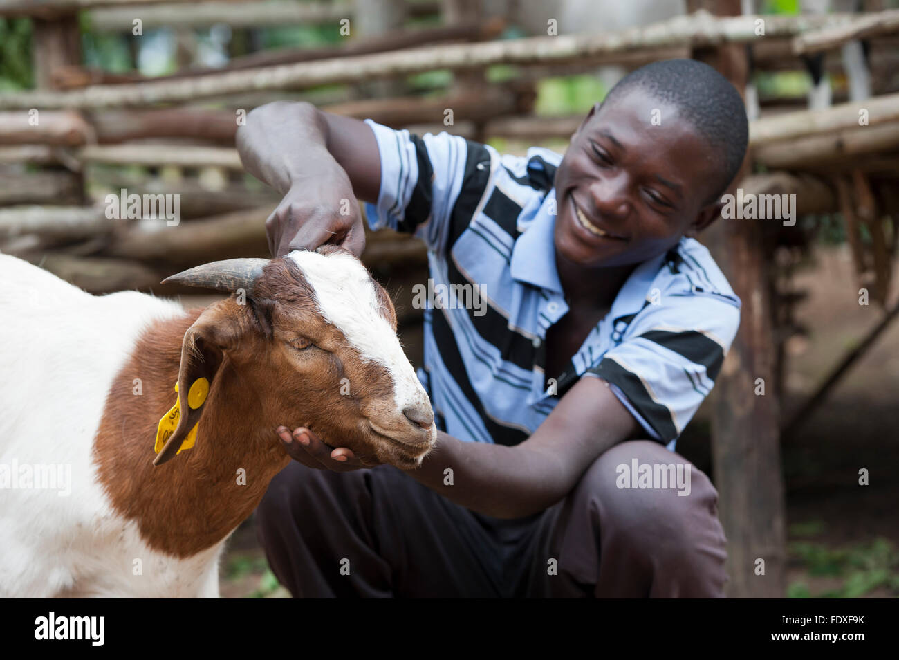 Junglandwirt mit jungen Boer Ziege, die mehr Fleisch als traditionelle Rassen, Uganda produziert. Stockfoto