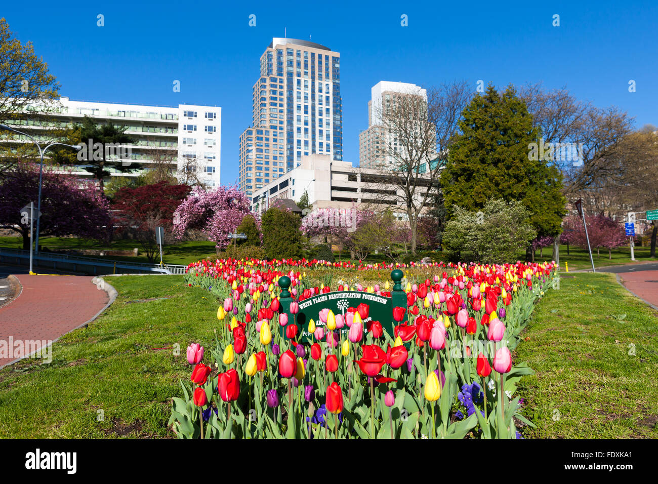 Tulpen, verwaltet von der White Plains-Verschönerung-Stiftung in der Westchester Avenue Dreieck Garten in White Plains, New York. Stockfoto