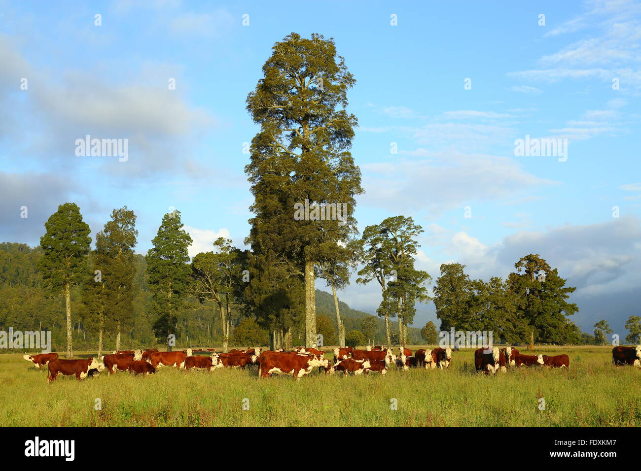 Eine Herde von Hereford-Rinder weiden in der Nähe von Fox Glacier, Neuseeland. Stockfoto