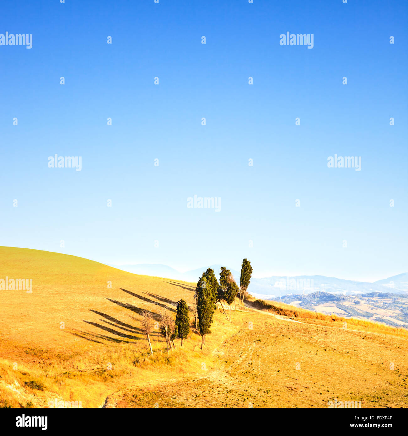 Toskana, Landschaft im ländlichen Raum. Landschaft, Zypressen Bäume, grüne Feld, blauen Himmel. Volterra, Italien, Europa. Stockfoto