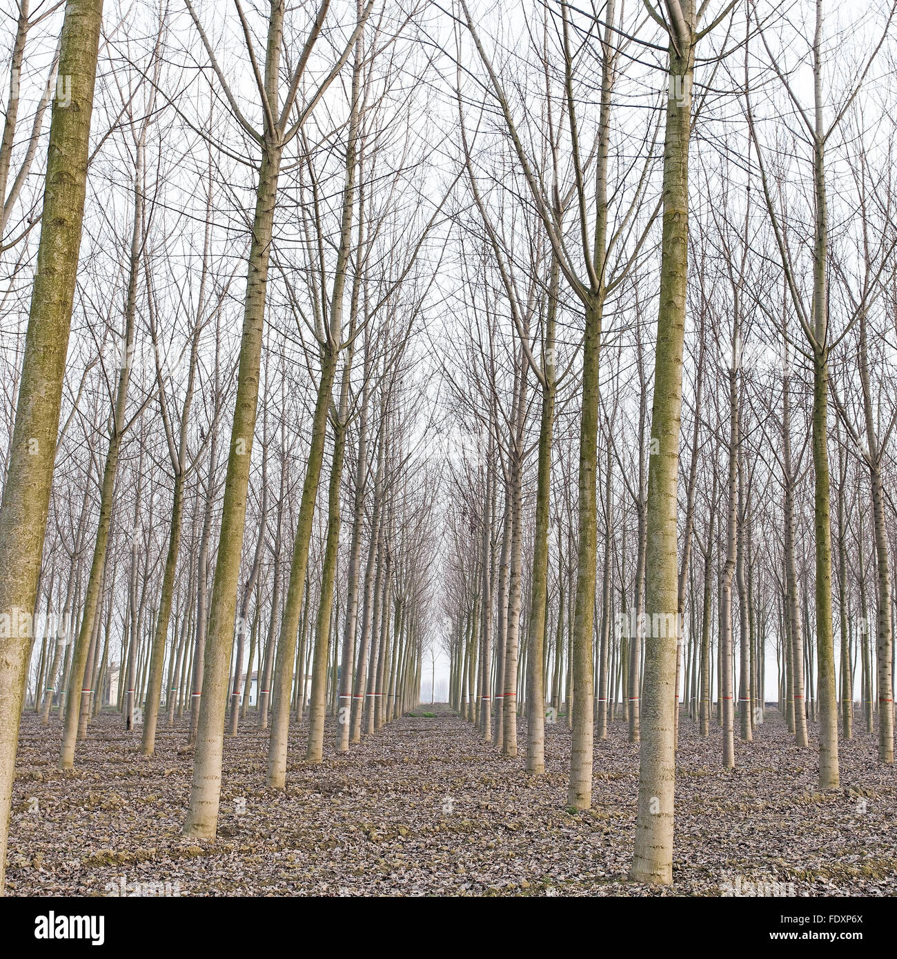Pappel Baum Wald im Winter. Emilia, Italien Stockfoto