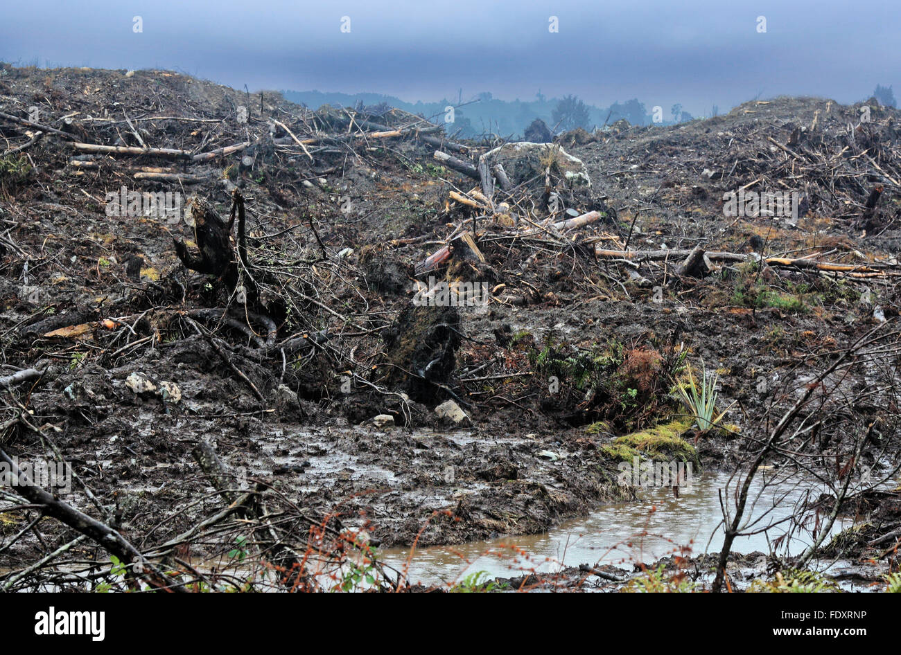 die Zerstörung unserer Umwelt durch Schneiden der Bäume Stockfoto