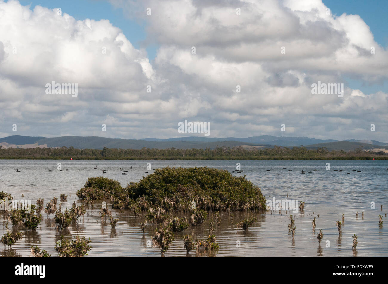 Coastal Einlass mit Mangroven an Port Albert, South Gippsland, Victoria, Australia Stockfoto