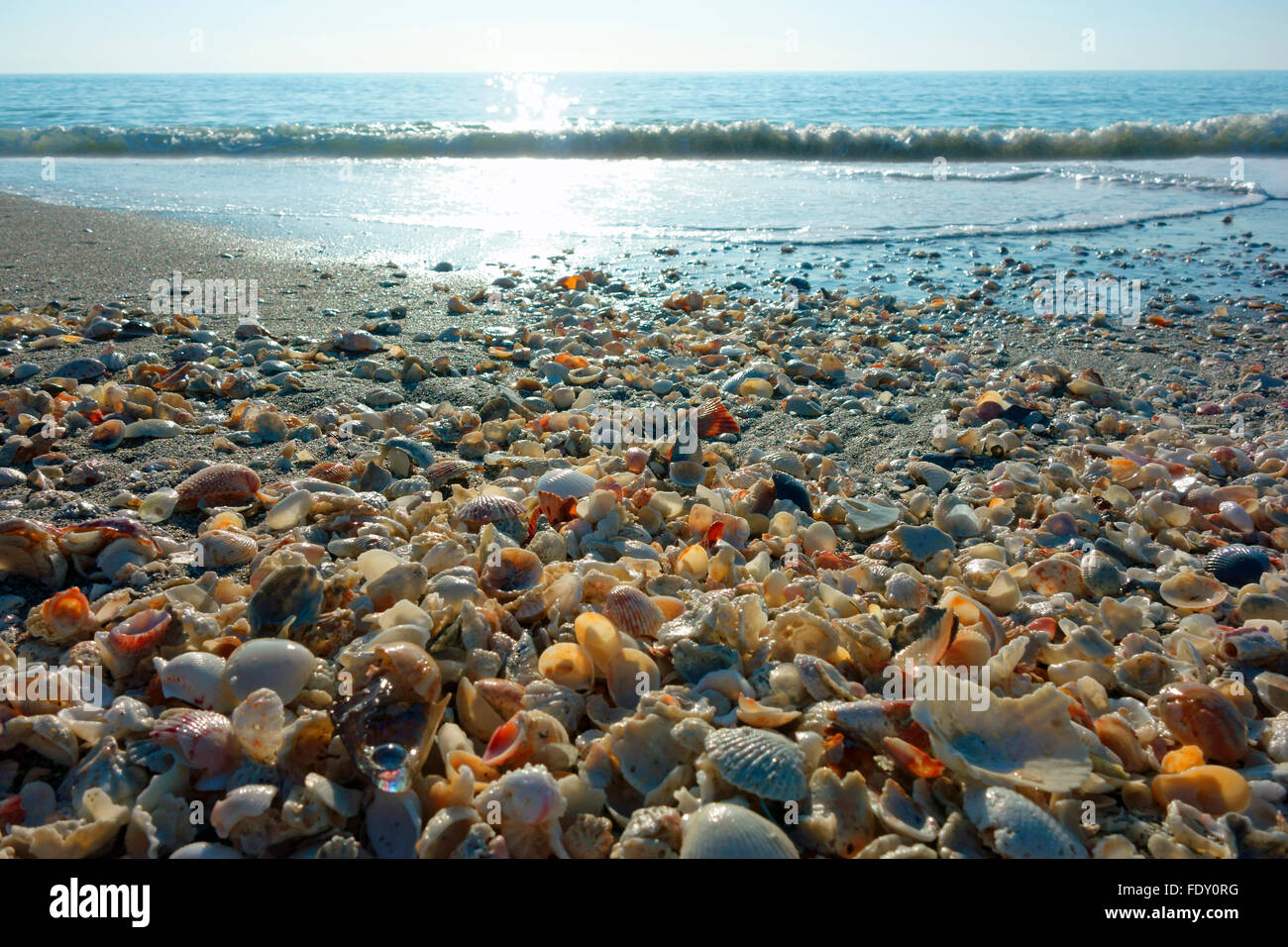 Meer Muscheln Muscheln am Strand von Sanibel auf Sanibel Island, Florida, USA Stockfoto