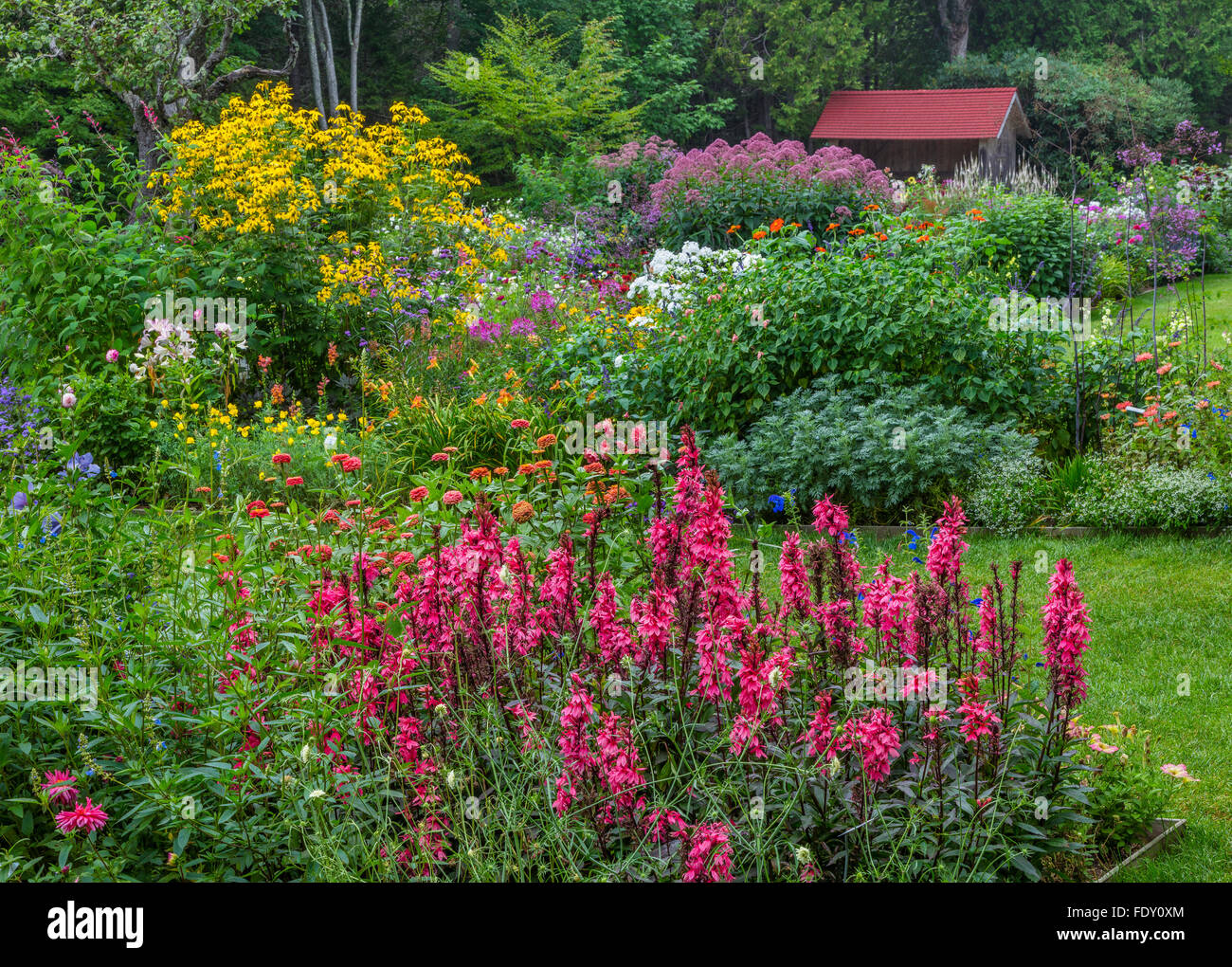 Northeast Harbor, Maine: Thuja Garten im Sommer. Featuring Lobelia 'Fan Lachs", weiß blühende Phlox, Zinnien, veronica Stockfoto