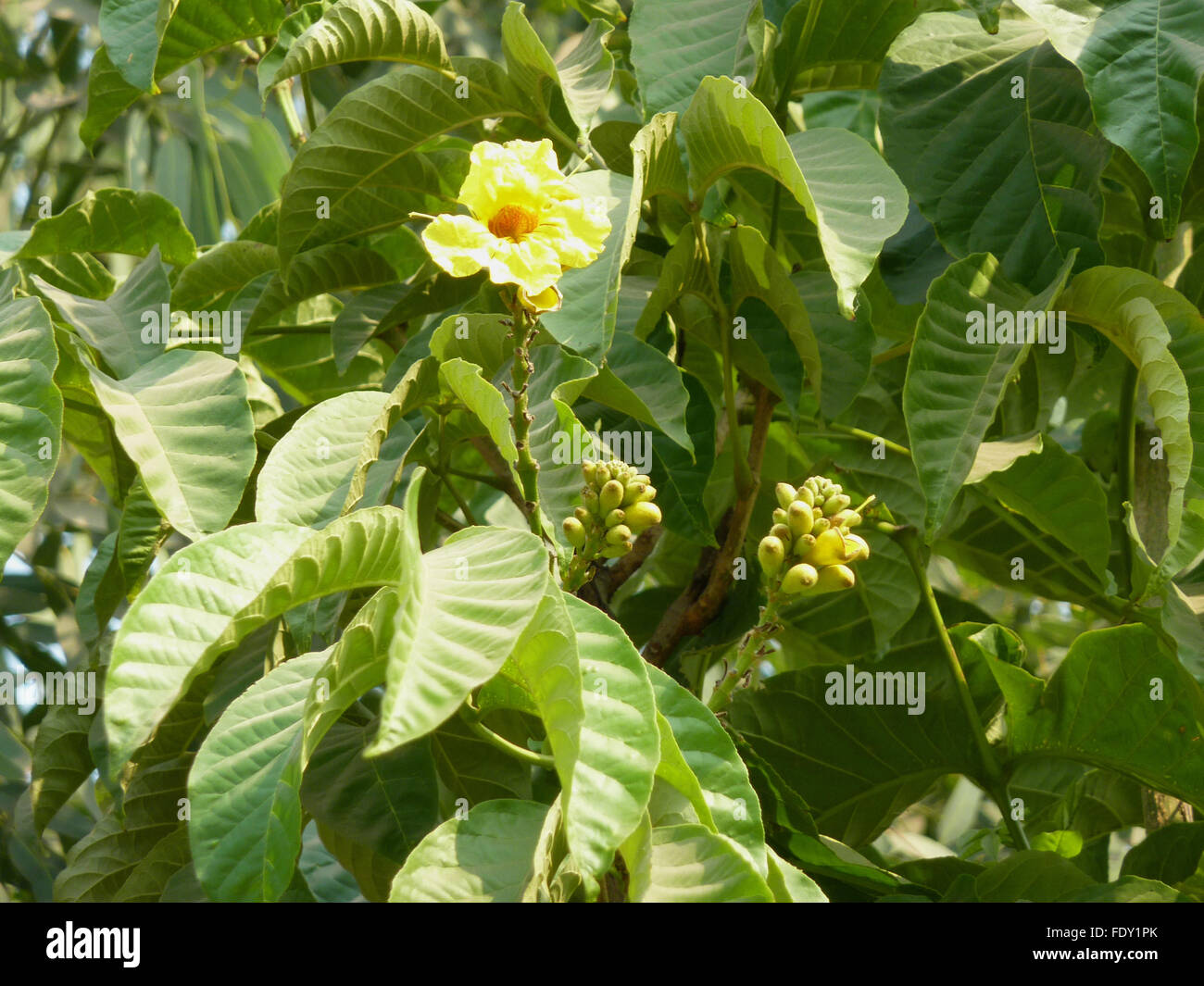 Markhamia Lutea, Nil Tulpe, Nil Trompete, immergrüner Baum, gefiederten Blätter, gelben trompetenförmigen Blüten, Orange-rötliche Flecken Stockfoto