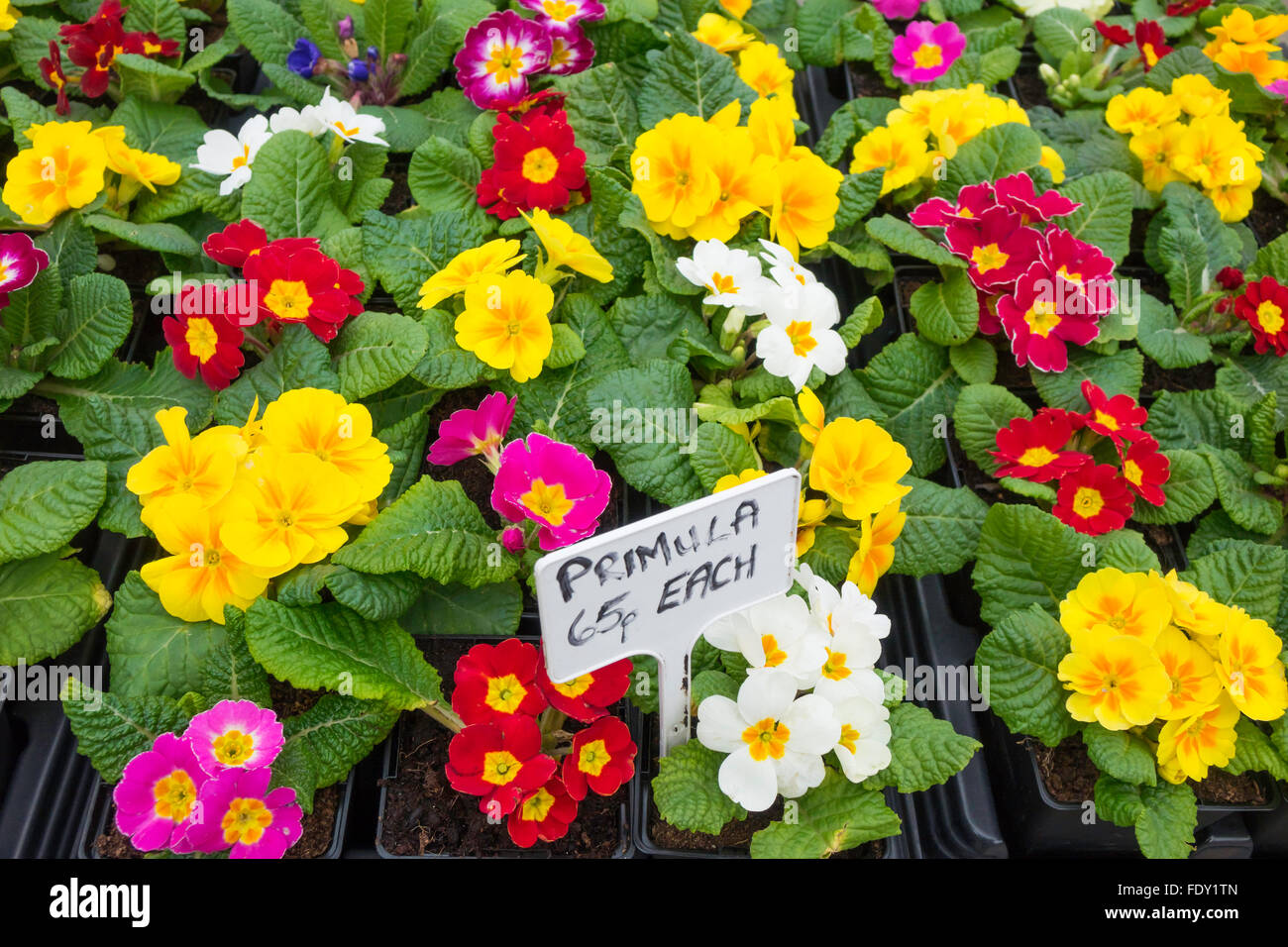 Eine bunte Anzeige von Primeln preiswerte Frühling Beetpflanzen 65p in North Yorkshire Januar 2016 Stockfoto