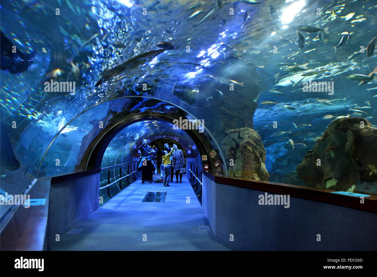 Im Aquarium von San Sebastian (Donostia), Baskisches Land, Spanien. Stockfoto