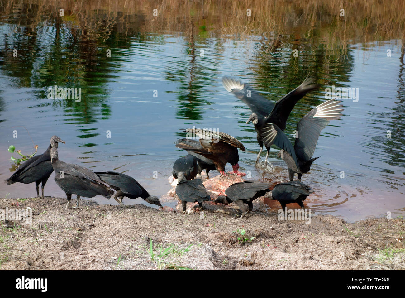 Schwarz und Türkei Geier Fütterung auf ein totes Tier Kadaver in Florida, USA Stockfoto