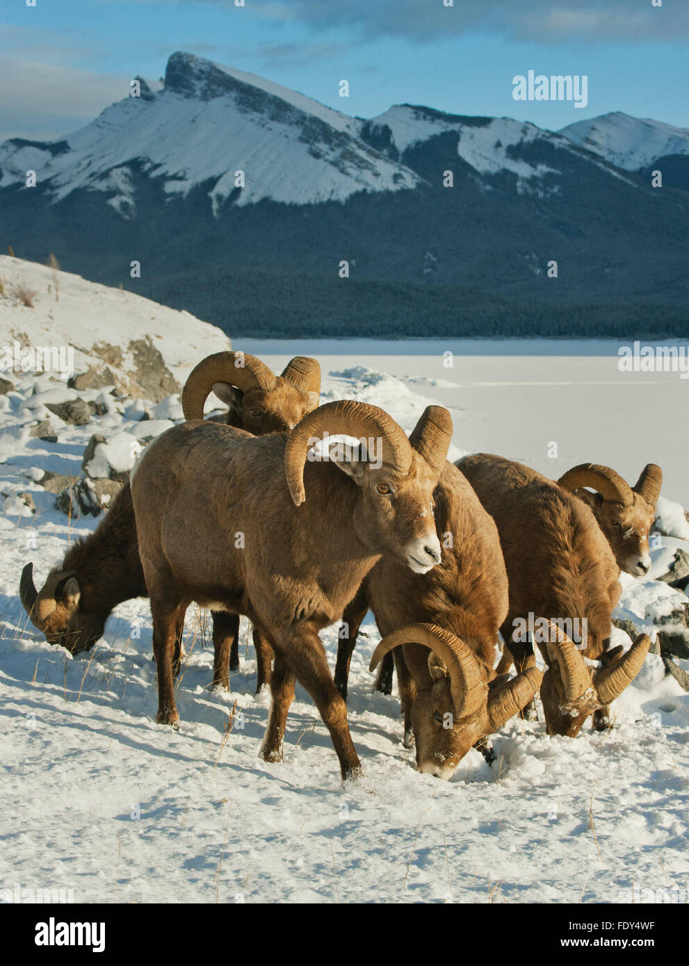 Bighorn Schafe Rams, Fütterung im Winter, See Abraham, Rocky Mountains, Alberta, Kanada Stockfoto