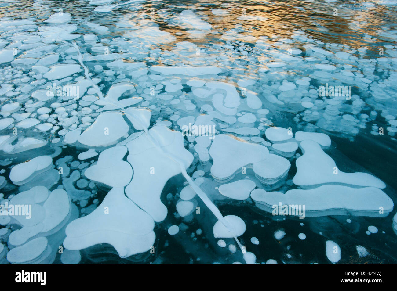 Gefrorene Gasblasen gefangen im See Eis, Winter, Kanadische Rocky Mountains, Alberta, Kanada Stockfoto