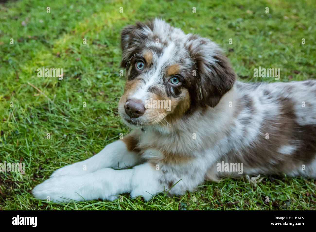 Vier Monate alten Welpen in Red Merle Australian Shepherd "Harvest Moon Cimarron Rose" liegen in der Rasenfläche Stockfoto