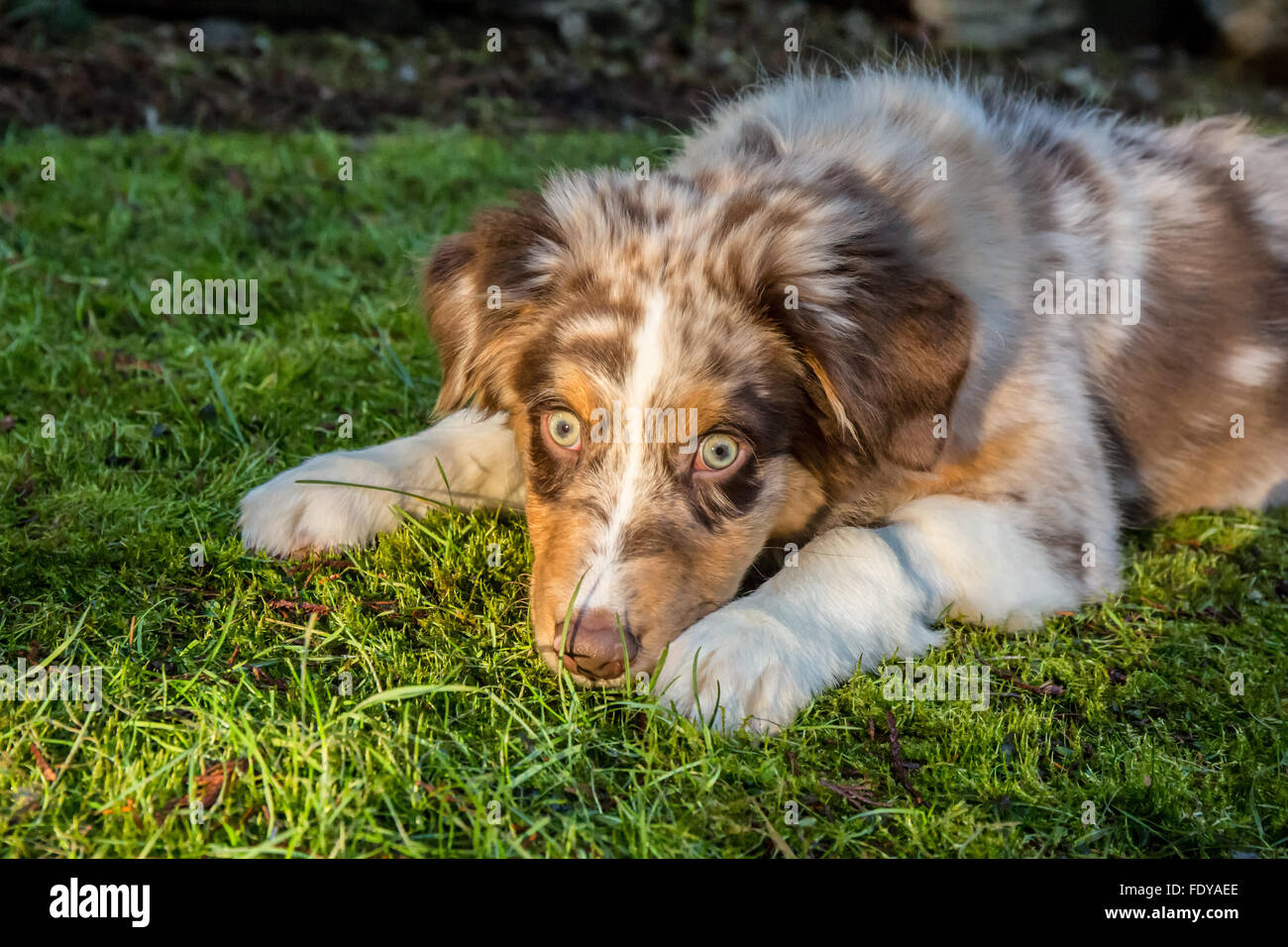 Vier Monate alten Welpen in Red Merle Australian Shepherd "Harvest Moon Cimarron Rose" liegend auf der Rasenfläche Stockfoto