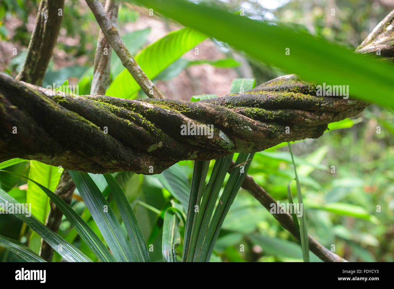 Ayahuasca Rebe, Banisteriopsis Caapi, ist eine traditionelle Dschungel-Medizin, die in den Amazonas von Peru wächst und wie die DNA Spiralen Stockfoto