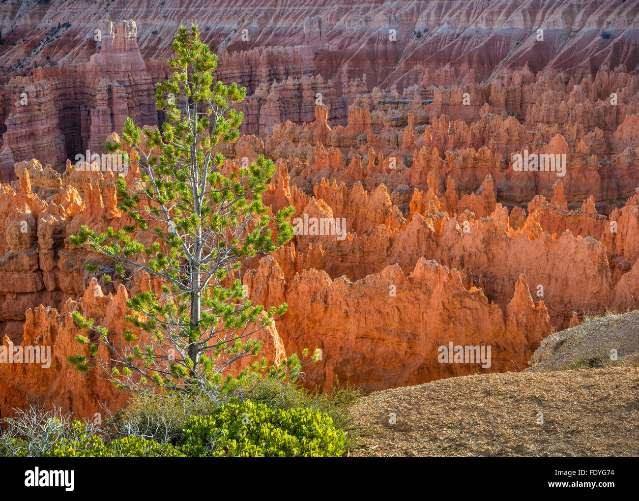 Bryce Canyon Nationalpark, UT: Kleine Kiefer auf den Rand des Bryce Canyon Ampitheater im Abschnitt namens Silent City. Stockfoto