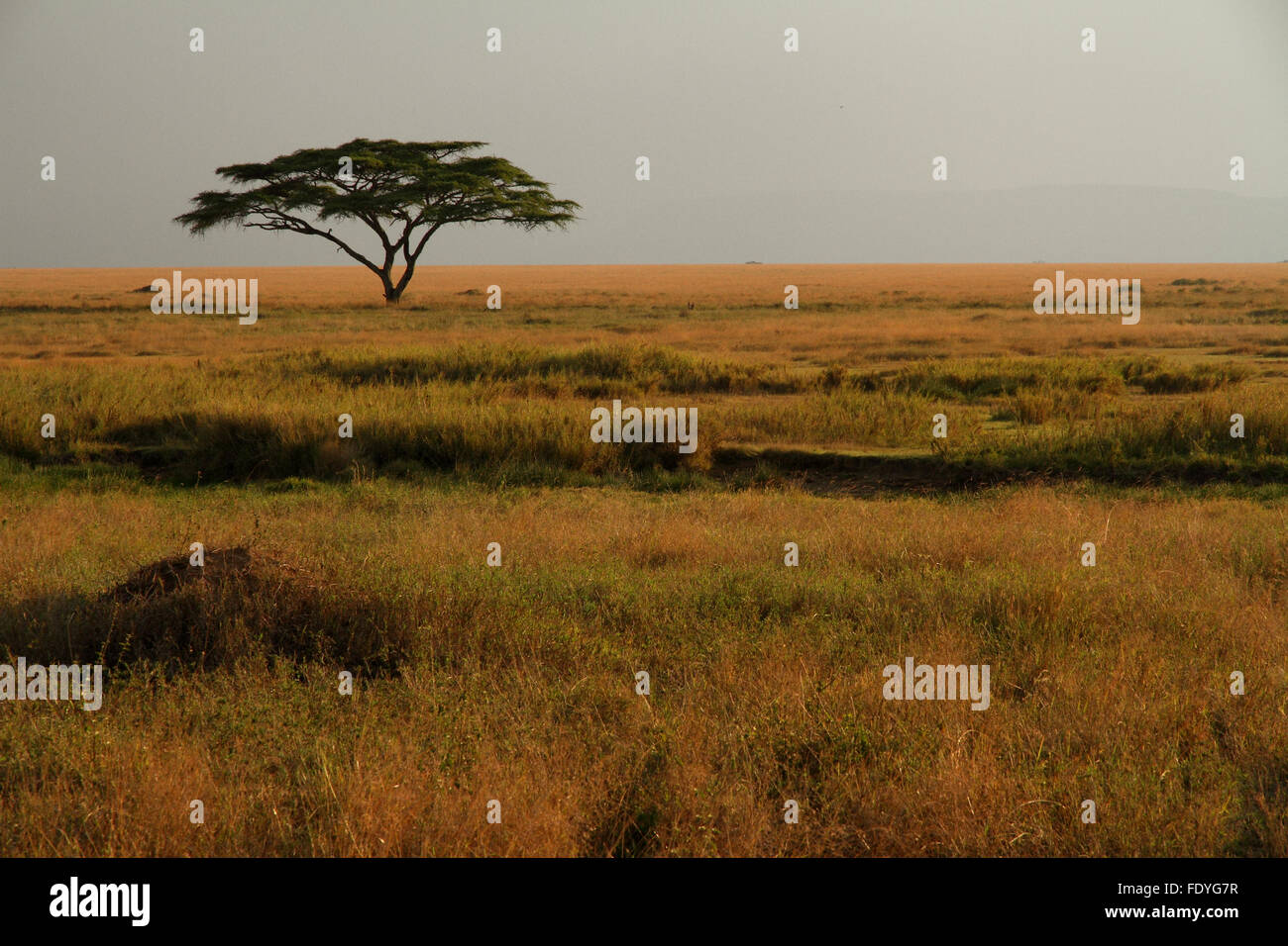 Eine einsame Akazie sitzen in den bunten Gräsern der afrikanischen Savanne Stockfoto