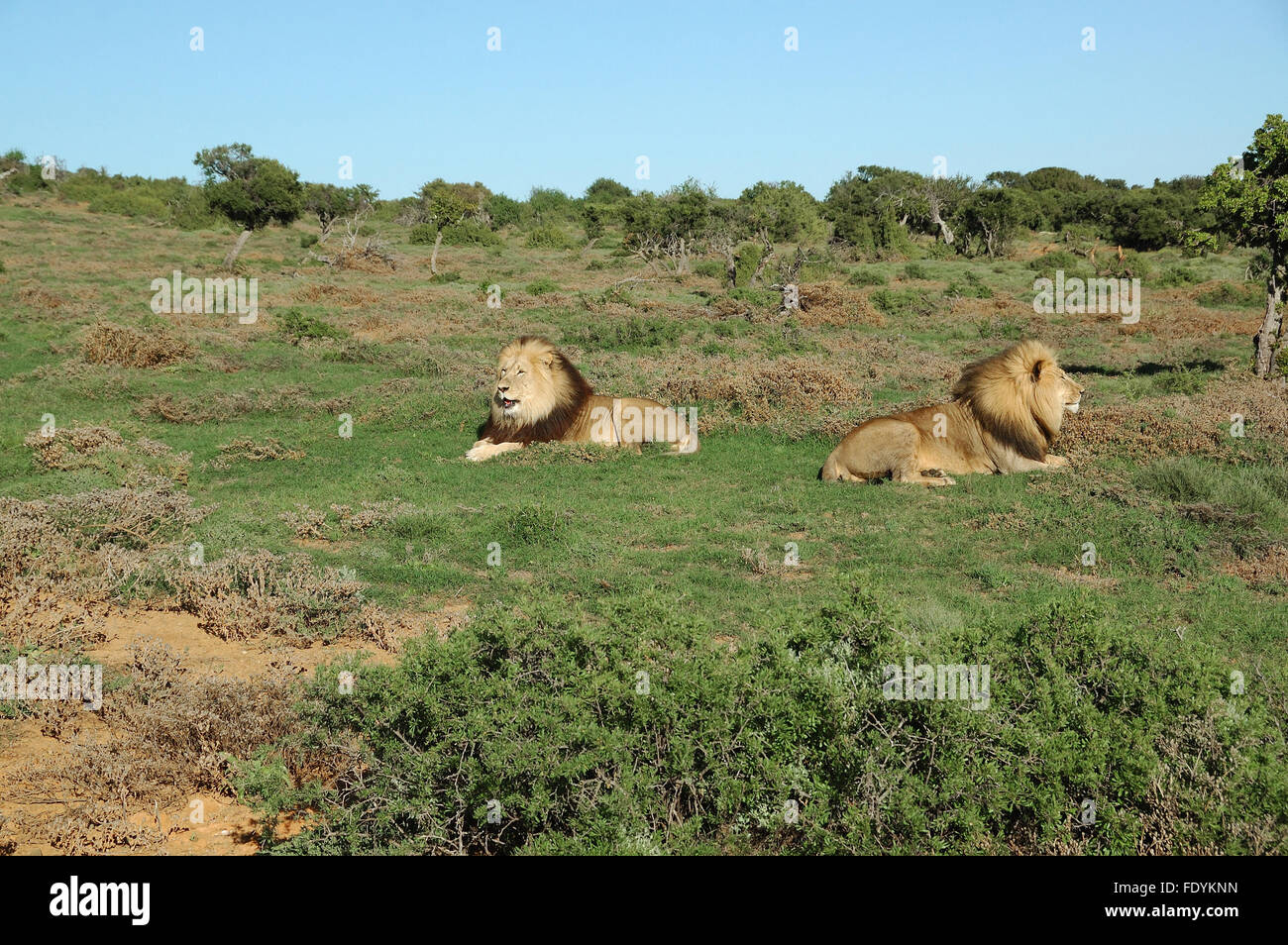 Zwei Löwen der Kalahari im Kuzuko vertraglichen Bereich des Addo Elephant National Park in Südafrika Stockfoto