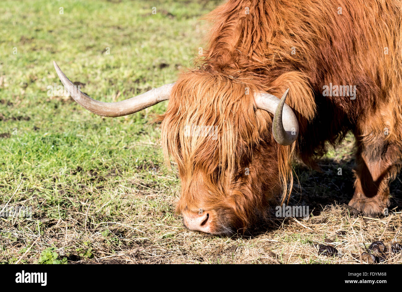 Ein Schuss in den Kopf einer Highland Kuh genommen an einem Wintertag Stockfoto
