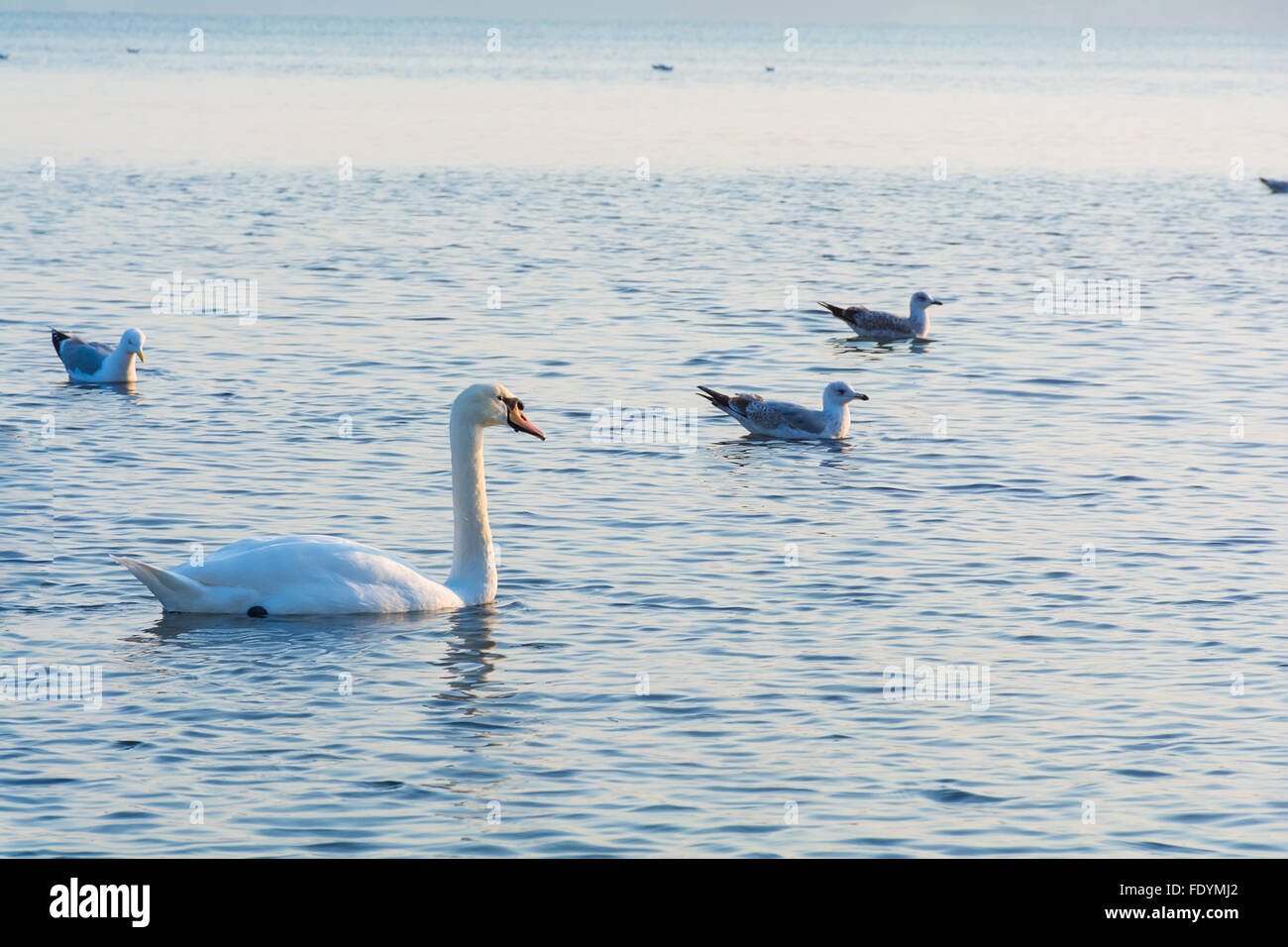 Schöne weiße Schwäne schwimmen im Winter-Meer Stockfoto Schöne weiße Schwäne schwimmen im Winter-Meer Stockfoto