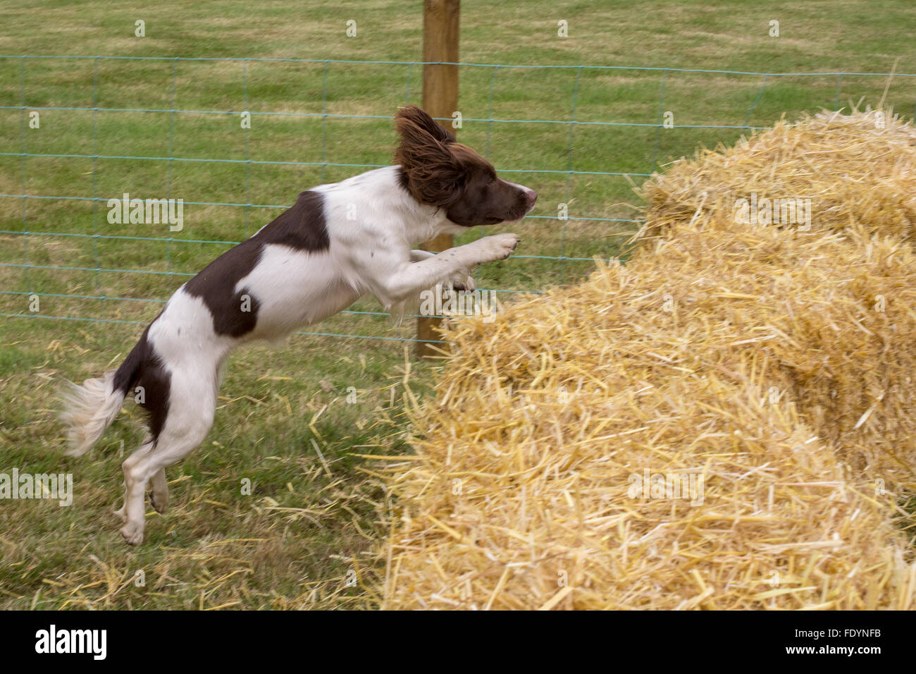 Ein Sprung über Haybales während eines Wettkampfes Hund spaniel Stockfoto