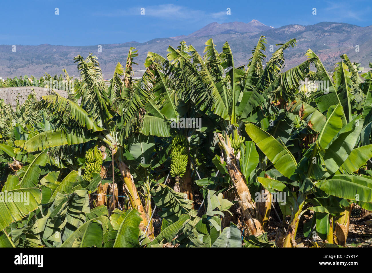 Bananenplantage mit Bergen im Hintergrund, Teneriffa, Kanarische Inseln, Spanien Stockfoto