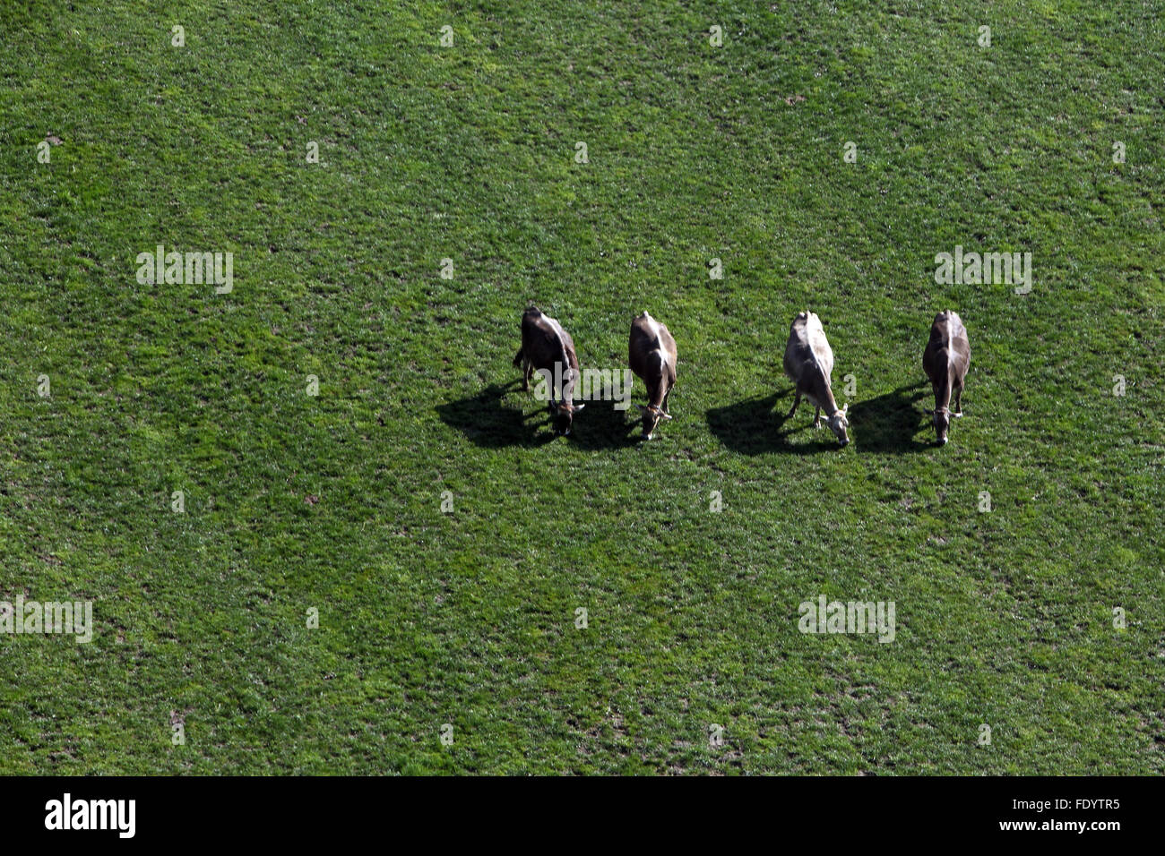 Zug, Schweiz, Kühe auf der Weide Stockfoto