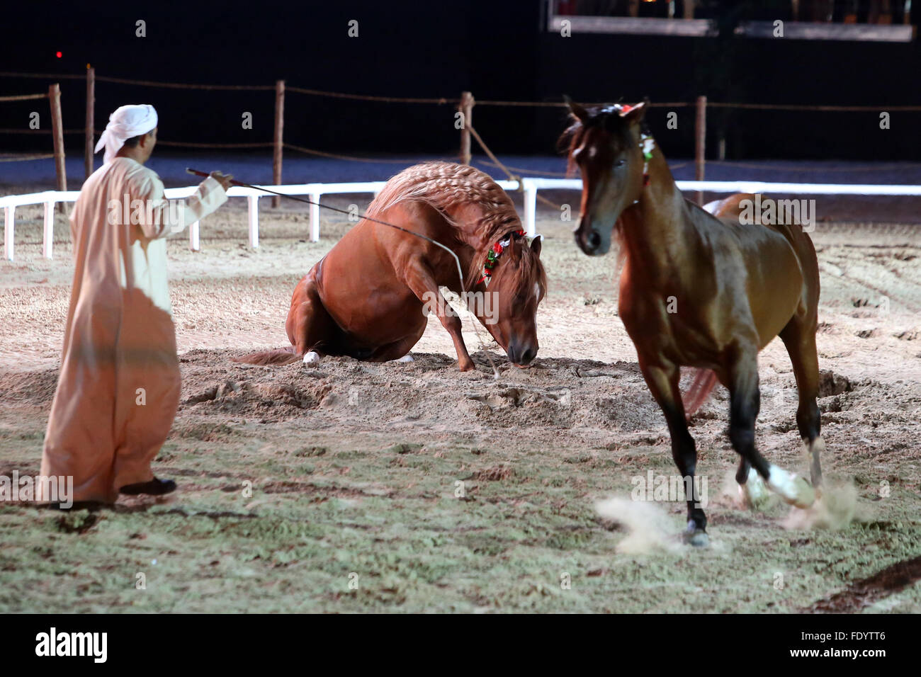 Dubai, Vereinigte Arabische Emirate, Freiheit Dressur Pferd legt sich auf Befehl Stockfoto