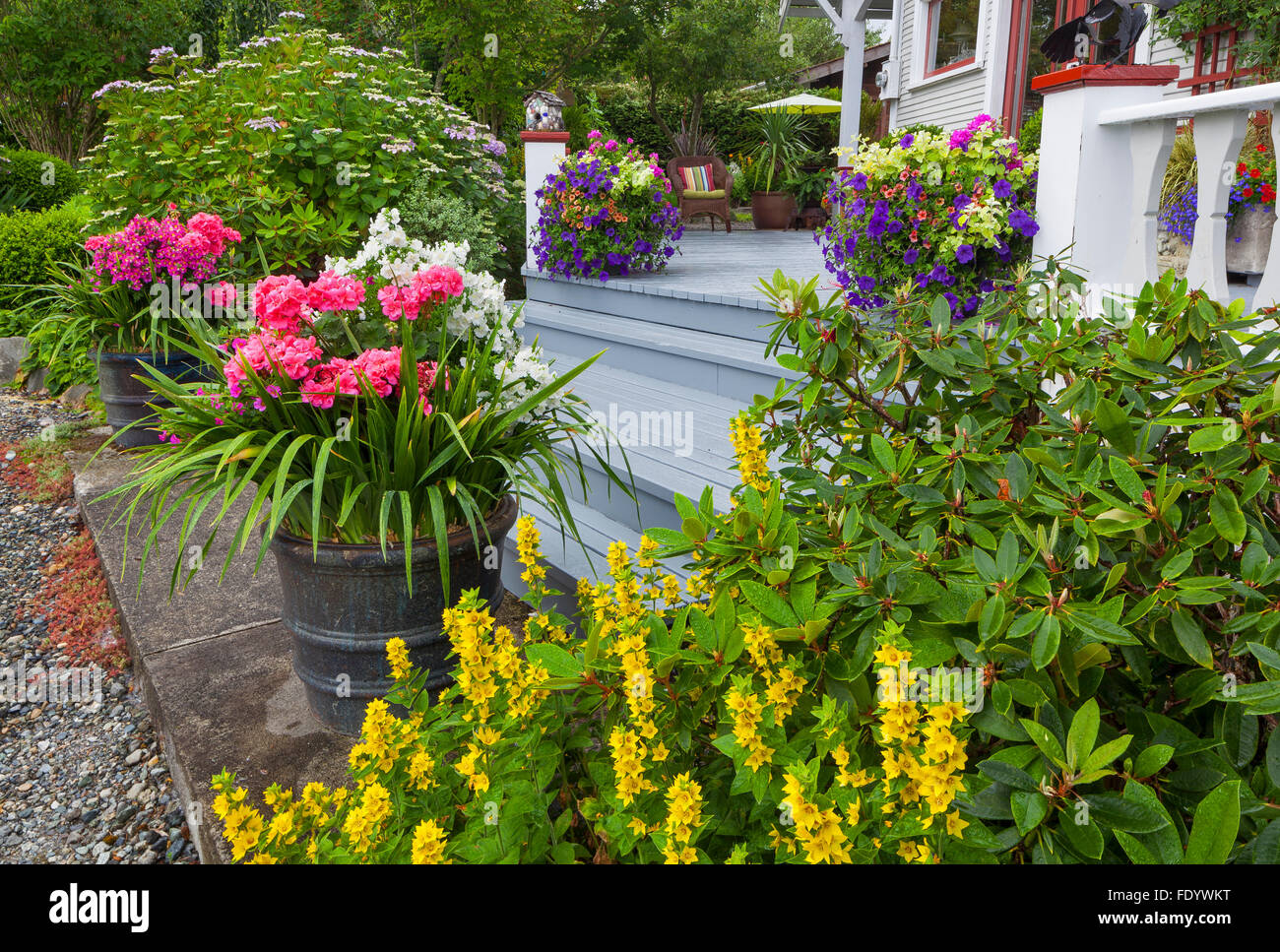 Maury-Vashon Island, WA: Bunte Töpfe an der Basis der Schritte zum Haus und Garten Stockfoto