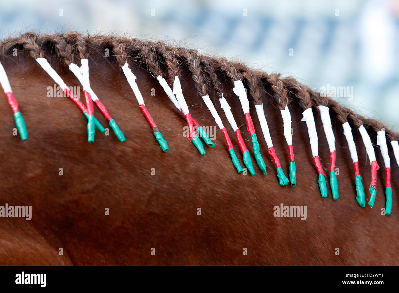Dubai, Vereinigte Arabische Emirate, Mähne eines Pferdes ist in den Nationalfarben verwoben. Stockfoto