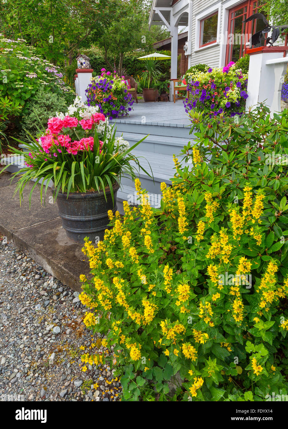 Maury-Vashon Island, WA: Bunte Töpfe an der Basis der Schritte zum Haus und Garten Stockfoto