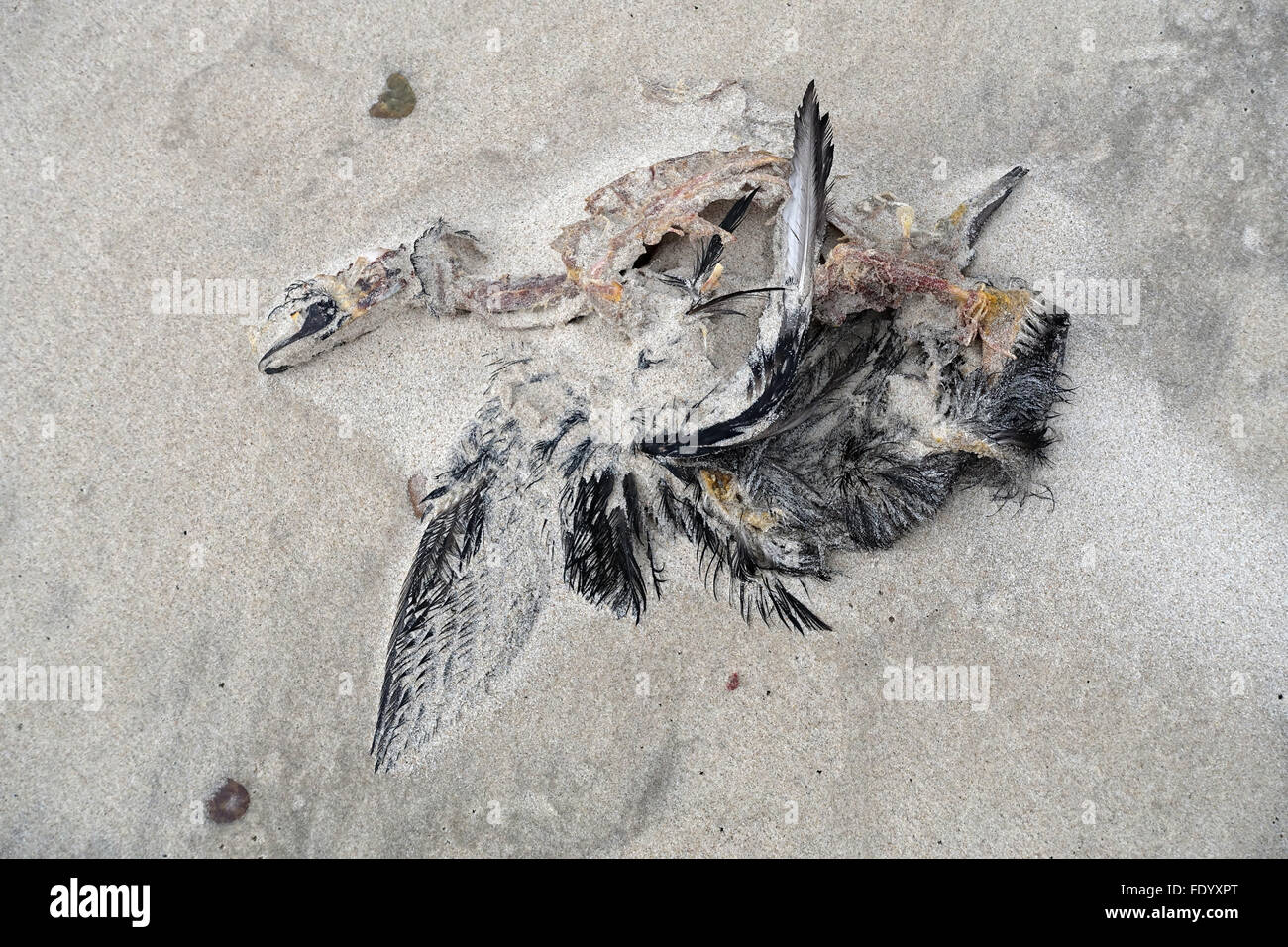 Kolberg, Polen, starb Möwe im sand Stockfoto