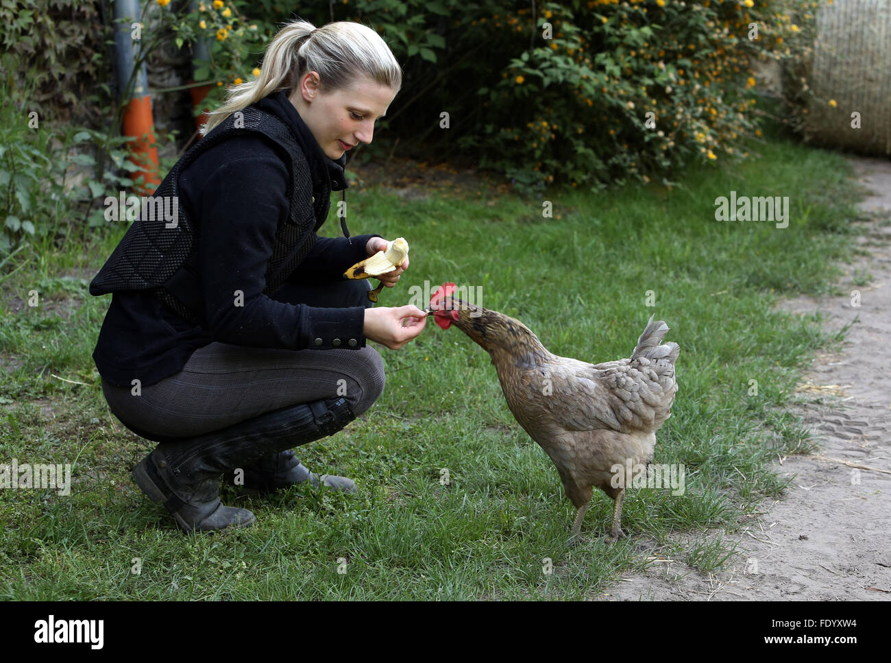 Neuenhagen, Deutschland, Frau Fütterung ein Huhn mit einem Stück Banane Stockfoto