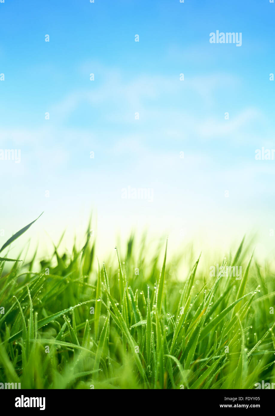Spring Fresh Grass. Garten-Hintergrund Stockfoto