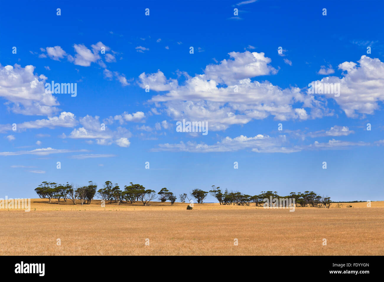 endlose kultivierten Feldern des Weizens in South AUstralia an einem sonnigen Tag mit entfernten Gruppe von Eukalyptus-Bäume Stockfoto