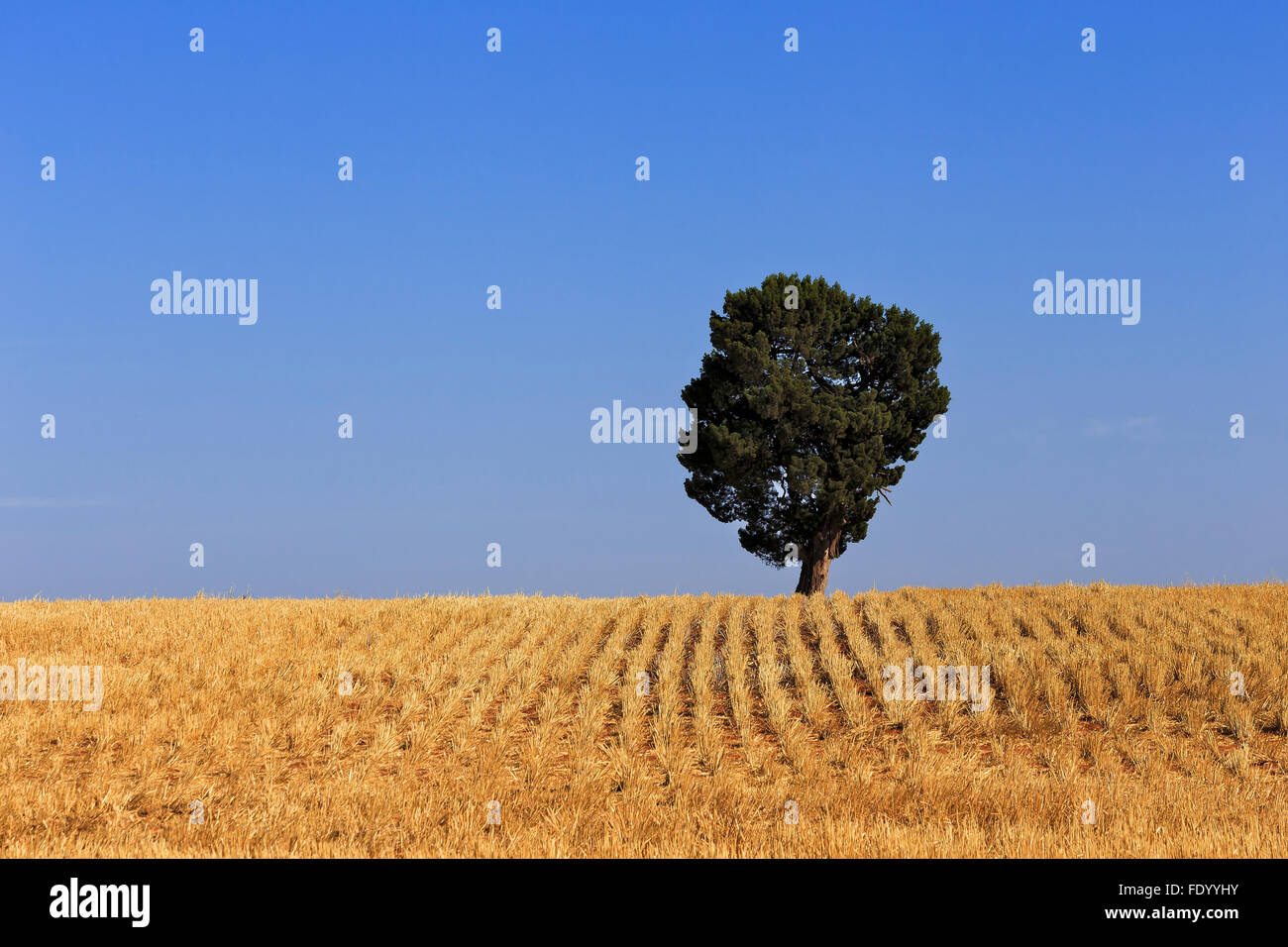 gelbe Weizenfeld nach Ernteguts mit einsamen Baum auf einem Horizont Agaist klaren blauen Himmel Stockfoto