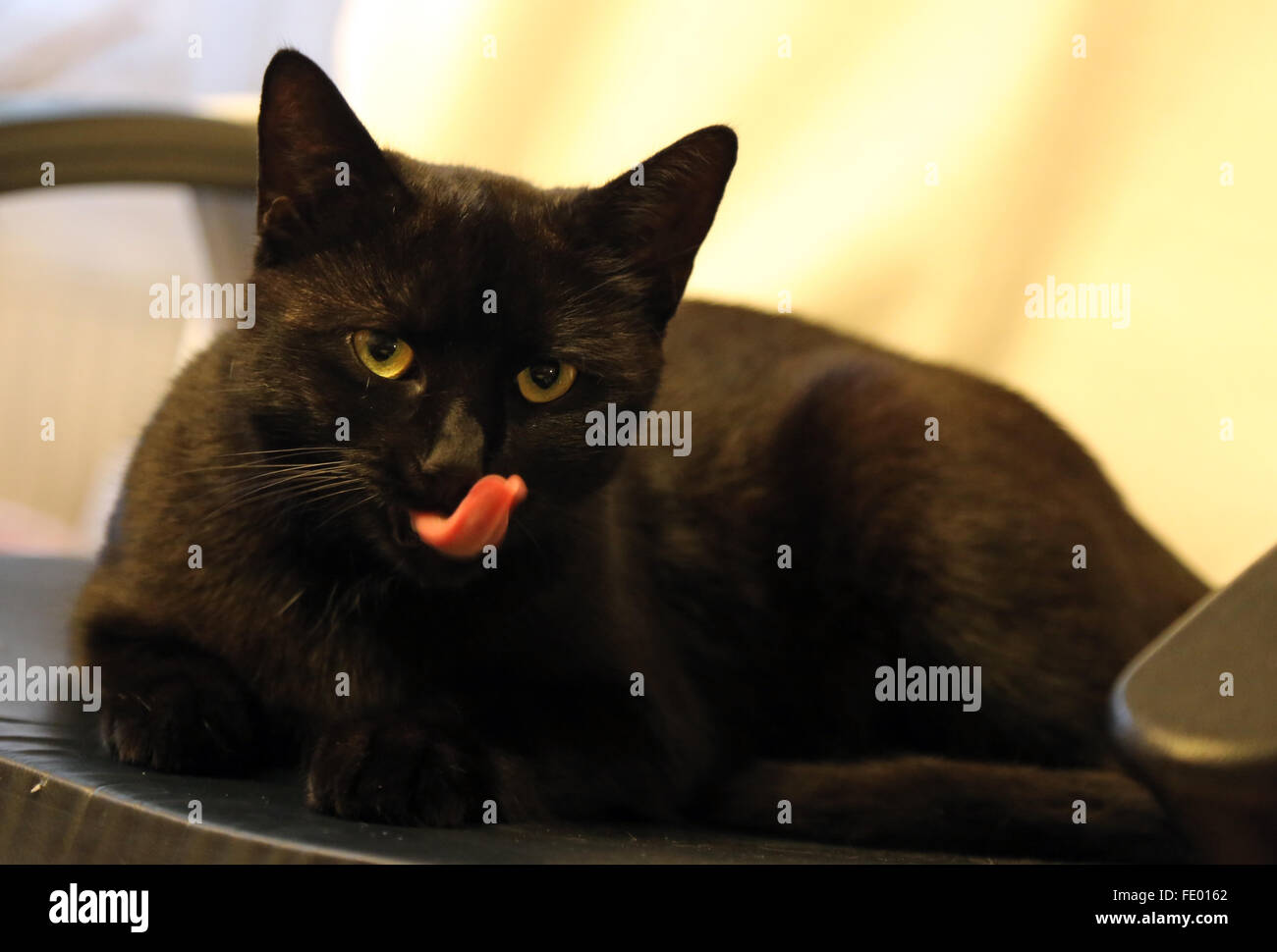 Katze leckt sich Stockfotos und bilder Kaufen Alamy