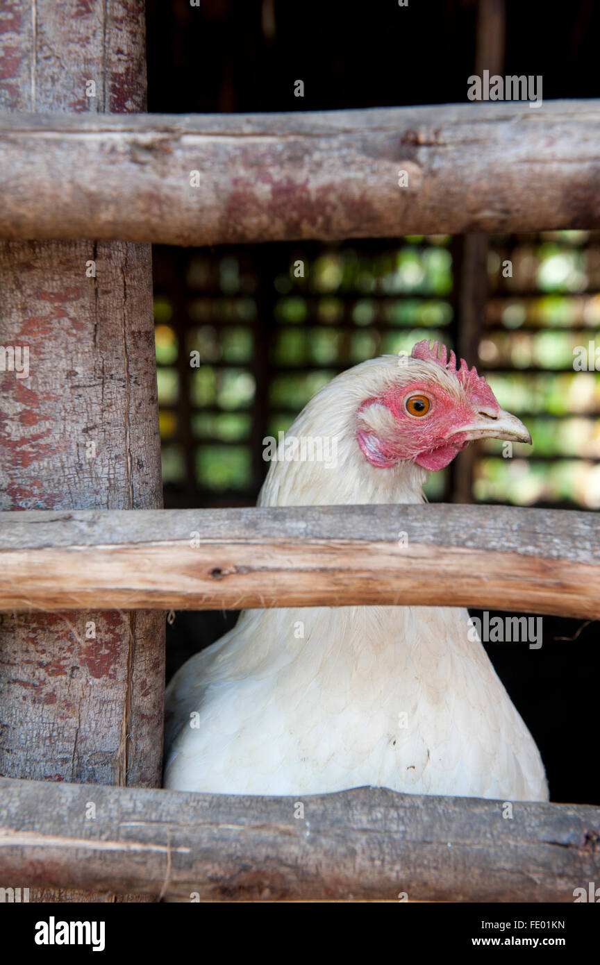 Weiße Henne aus Käfig suchen. Uganda. Stockfoto