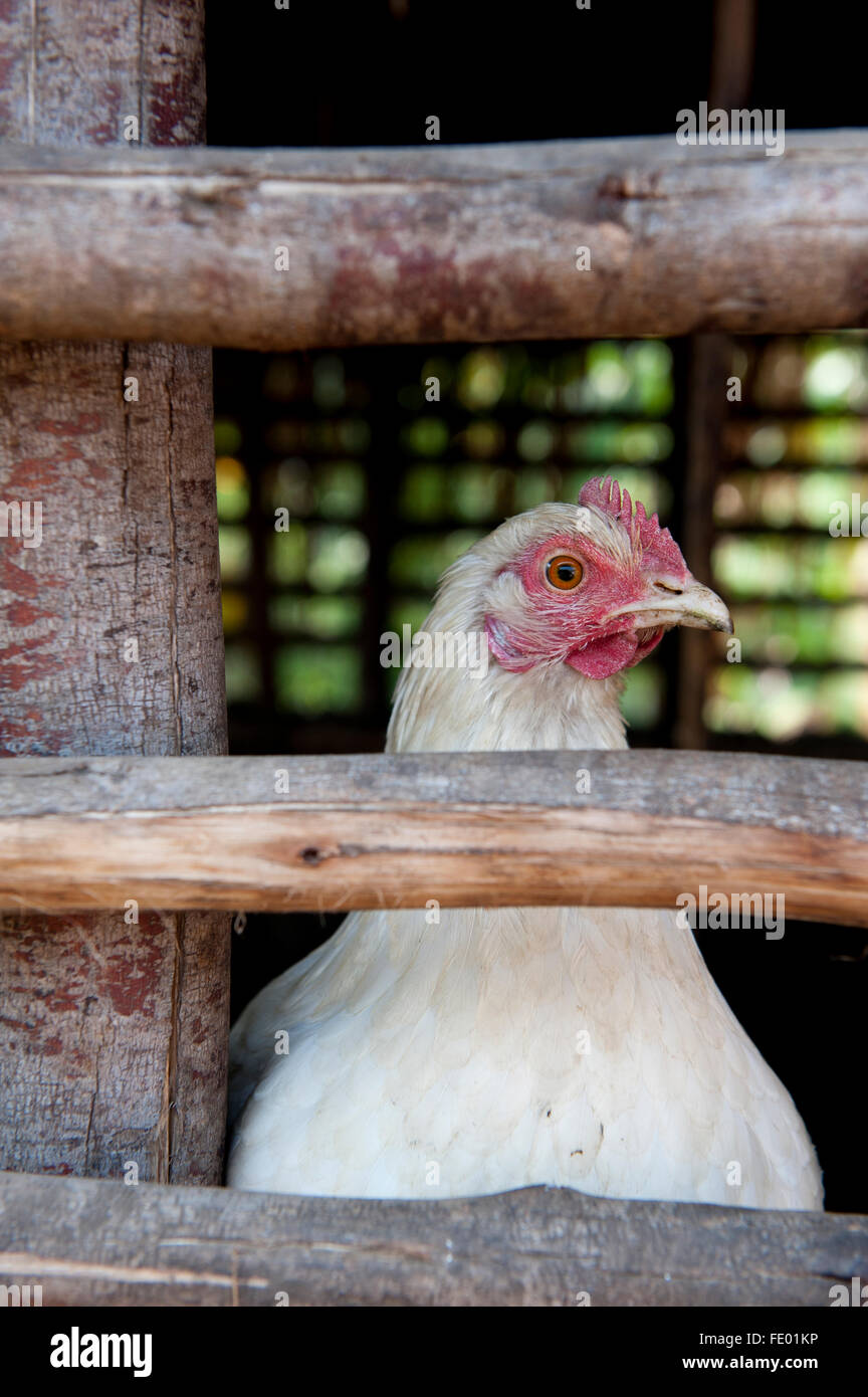 Weiße Henne aus Käfig suchen. Uganda. Stockfoto